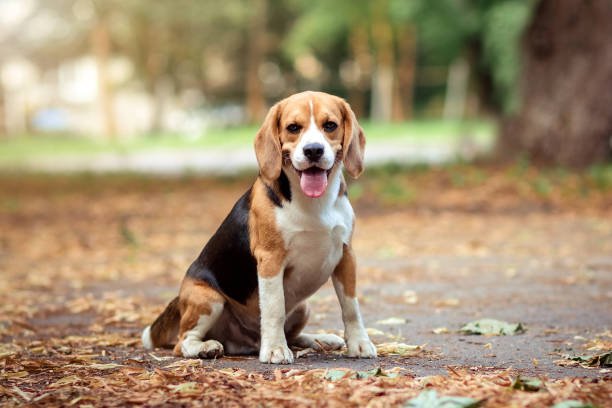 Pet Image 1