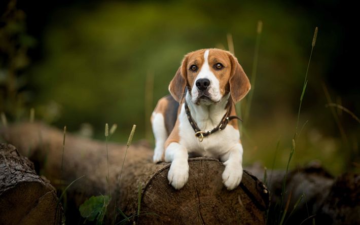 Pet Image 3