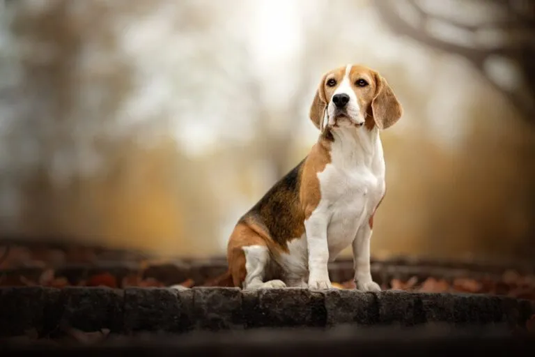 Pet Image 4