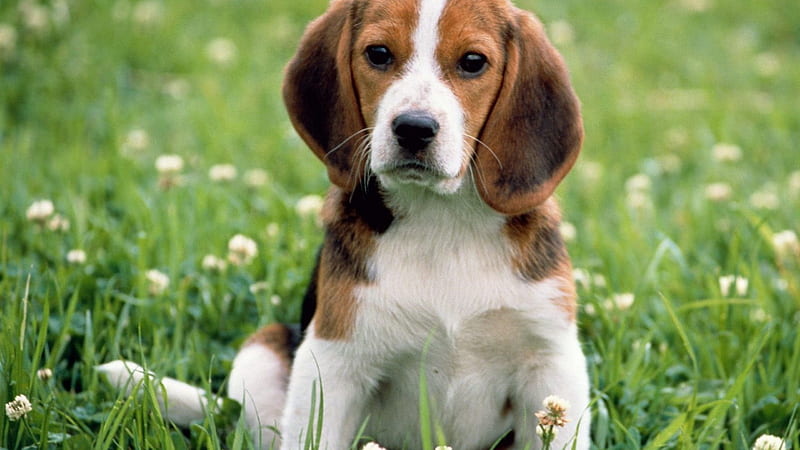 Pet Image 5