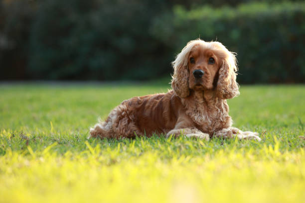 Pet Image 1