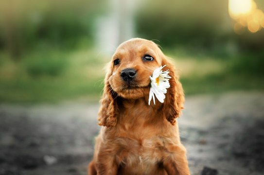 Pet Image 2