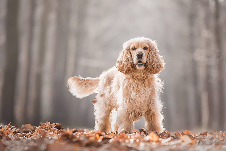 Pet Image 3