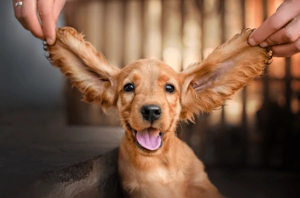 Pet Image 4