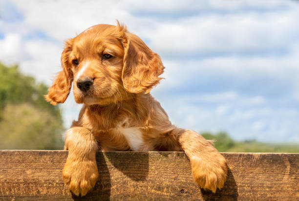 Pet Image 5