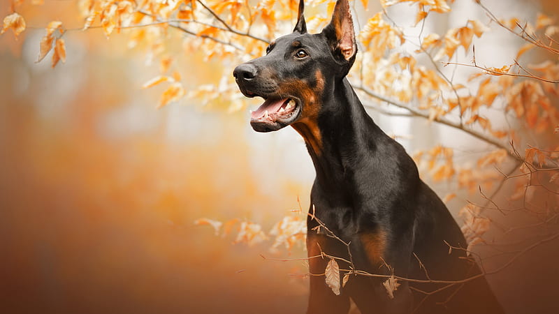 Pet Image 1