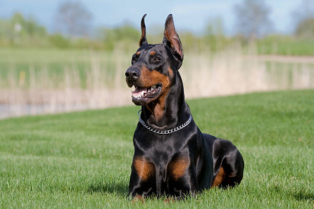 Pet Image 2