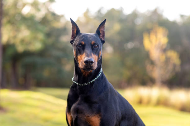 Pet Image 4