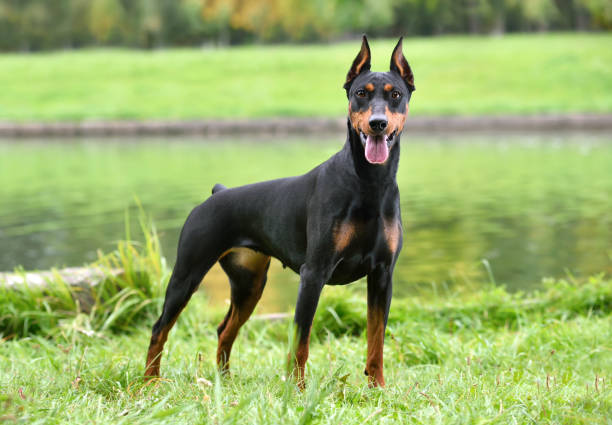 Pet Image 5