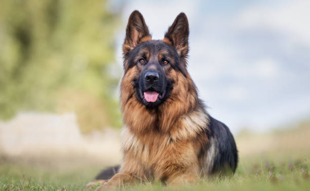 Pet Image 1