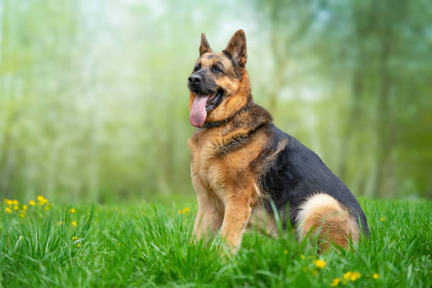 Pet Image 2