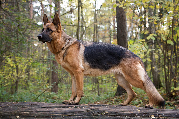 Pet Image 3