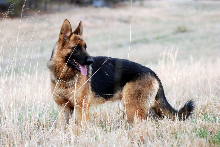Pet Image 4