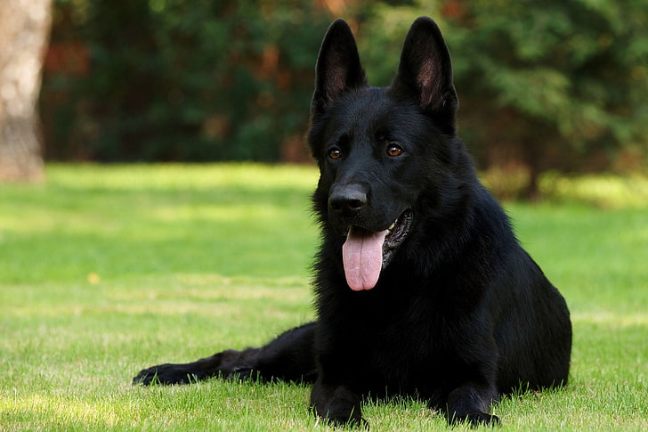 Pet Image 5