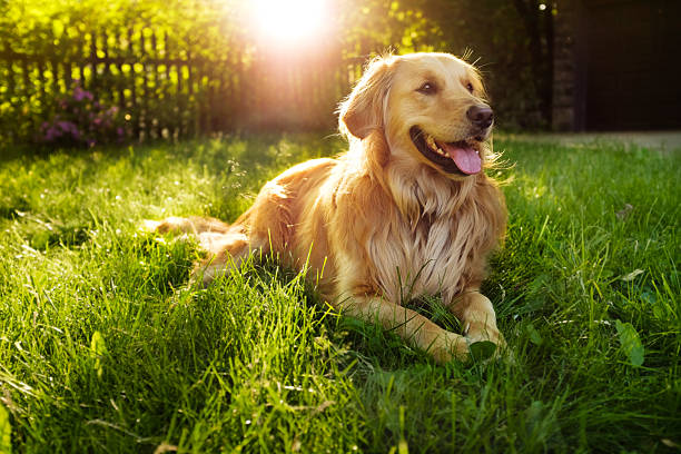 Pet Image 1