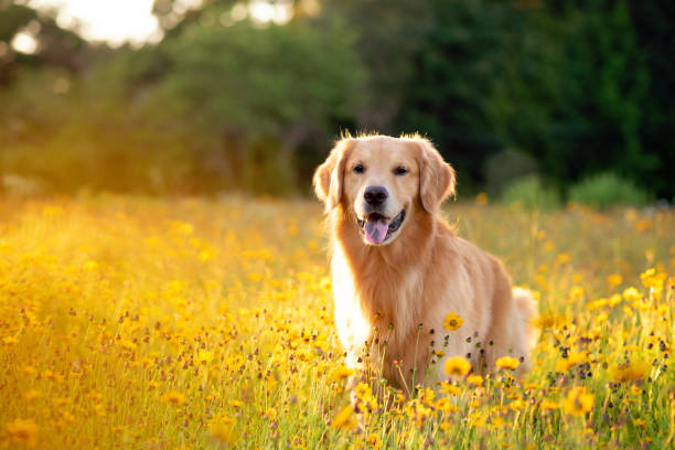 Pet Image 2