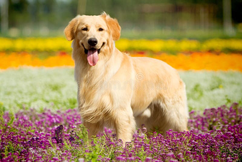 Pet Image 3