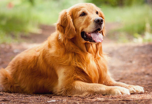 Pet Image 4