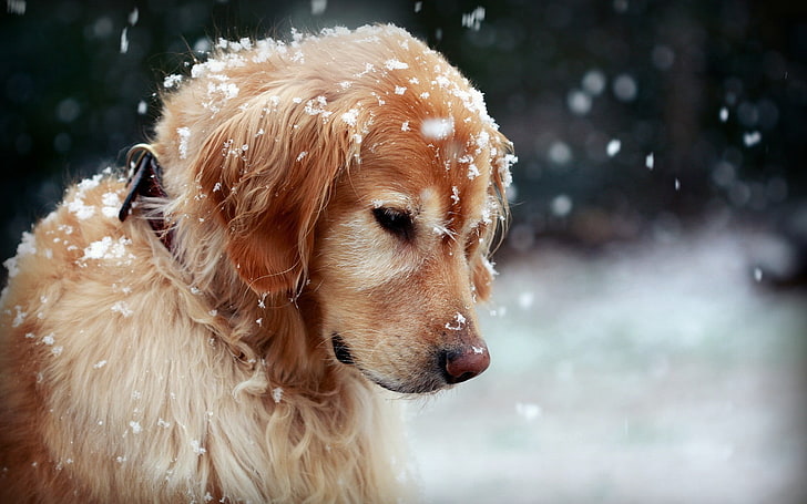 Pet Image 5