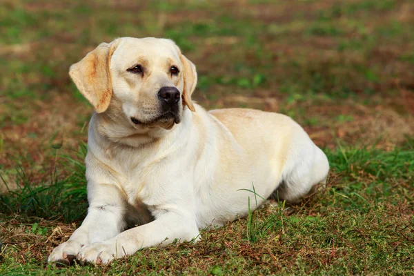 Pet Image 2