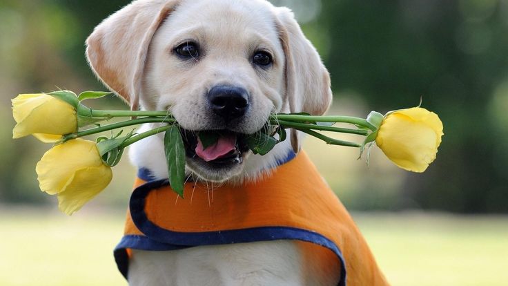 Pet Image 3