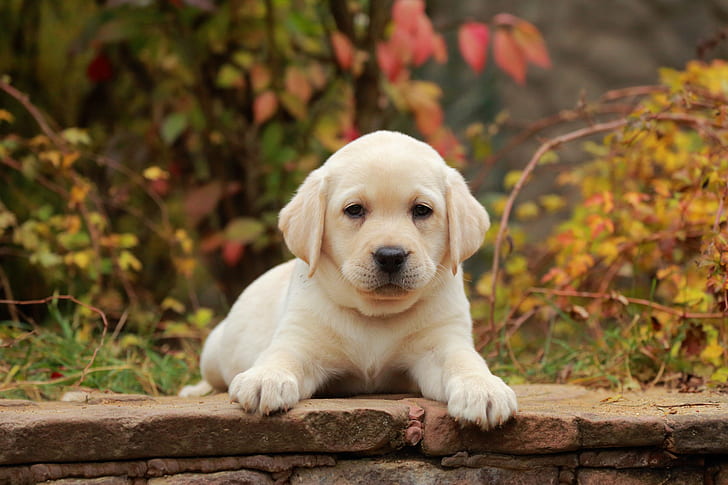 Pet Image 4