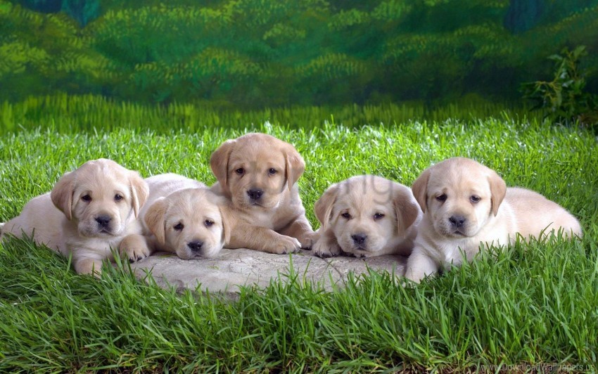 Pet Image 5