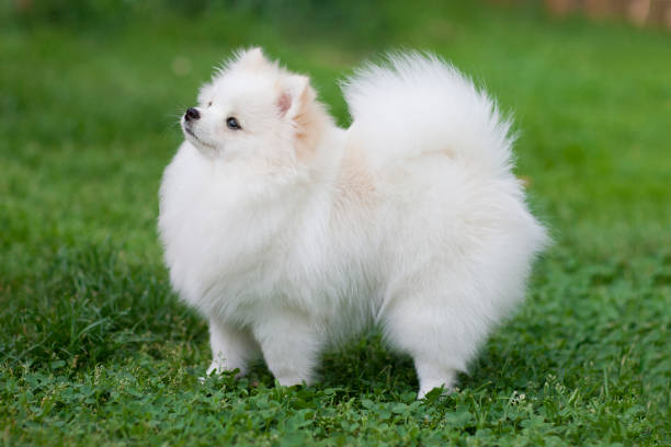 Pet Image 1