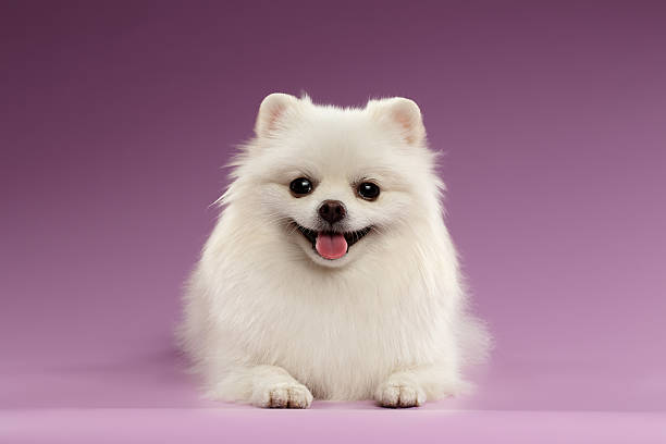Pet Image 2