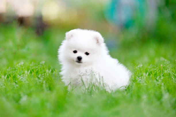 Pet Image 3