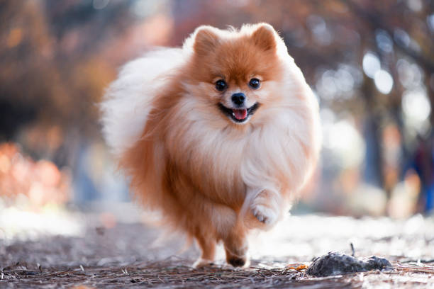 Pet Image 4