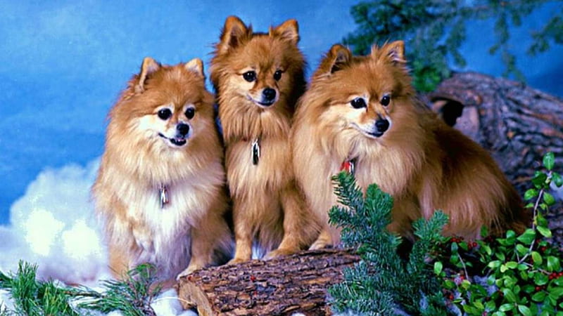 Pet Image 5