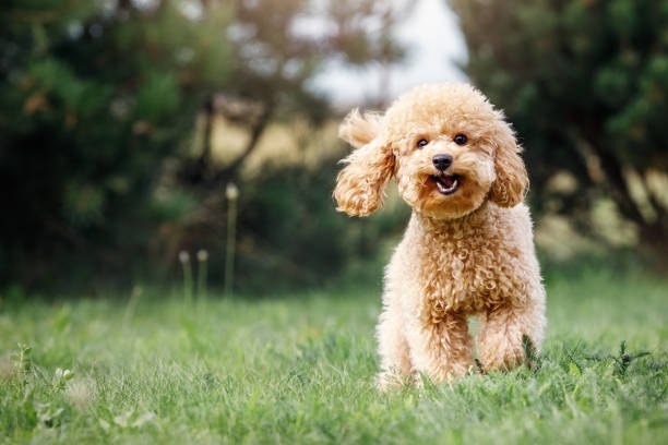 Pet Image 1