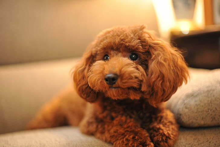 Pet Image 2