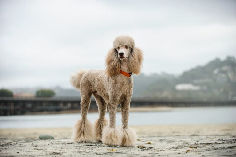 Pet Image 3