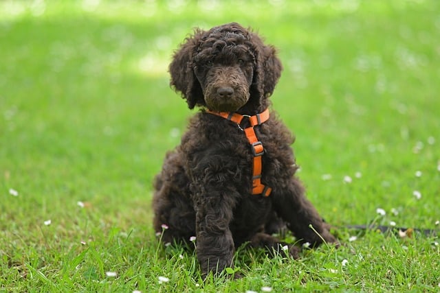 Pet Image 4