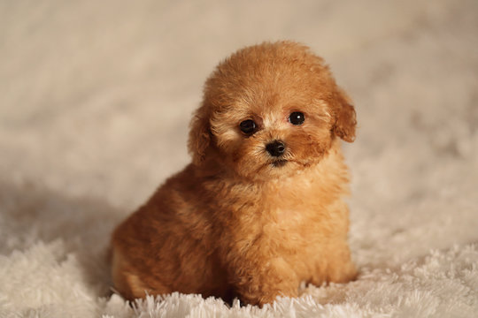 Pet Image 5