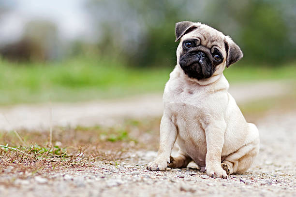 Pet Image 1