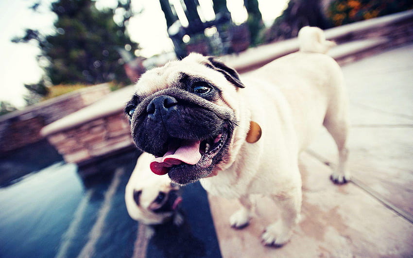 Pet Image 4