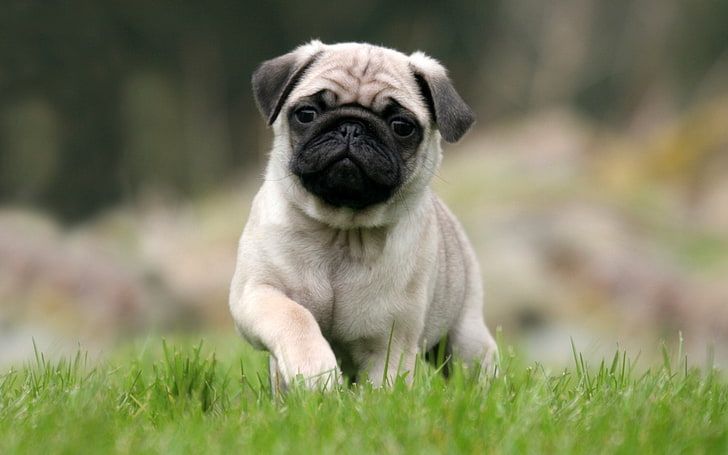 Pet Image 5