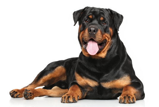 Pet Image 1