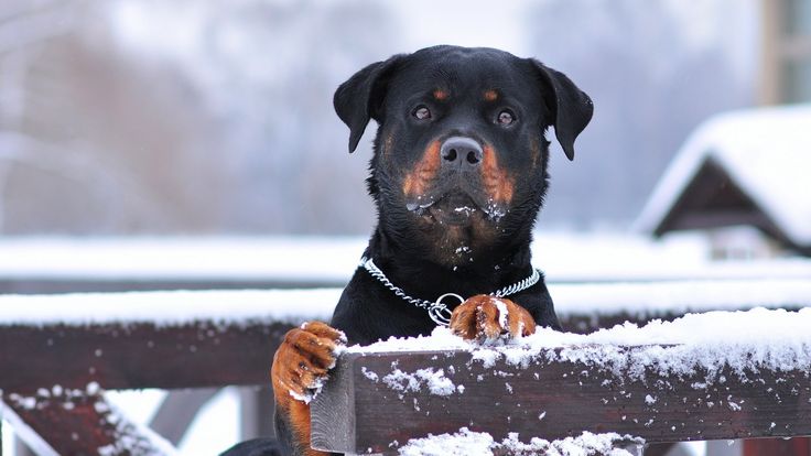 Pet Image 2