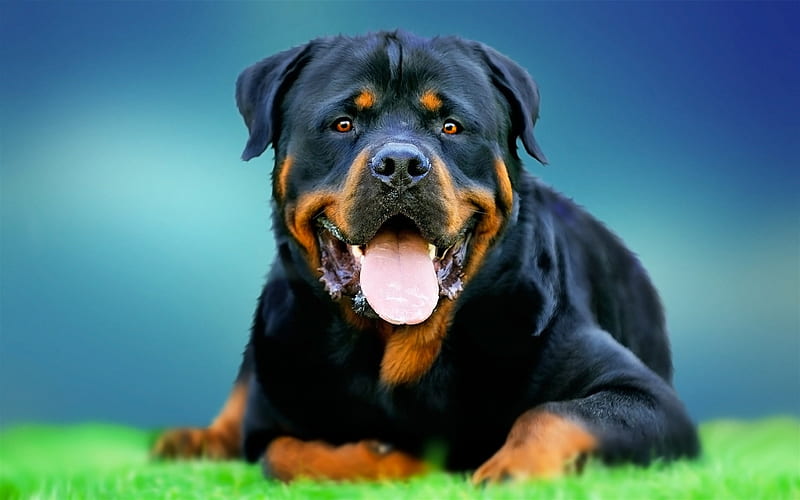 Pet Image 3