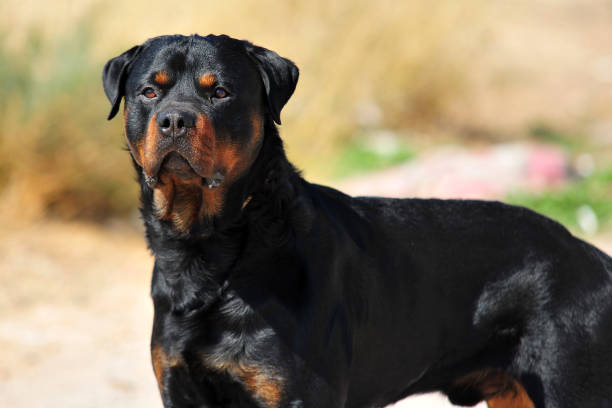 Pet Image 4