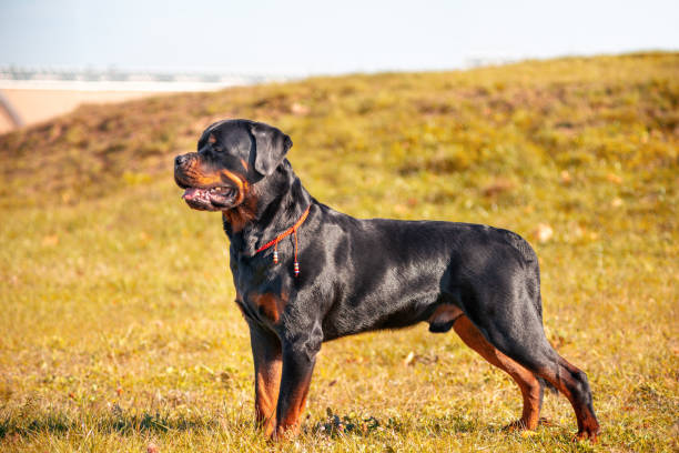 Pet Image 5