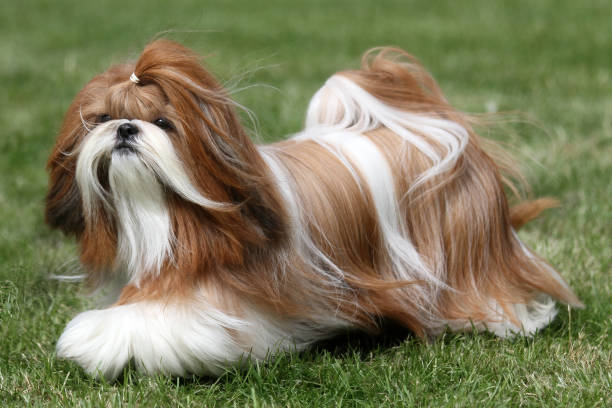 Pet Image 1