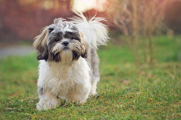 Pet Image 2