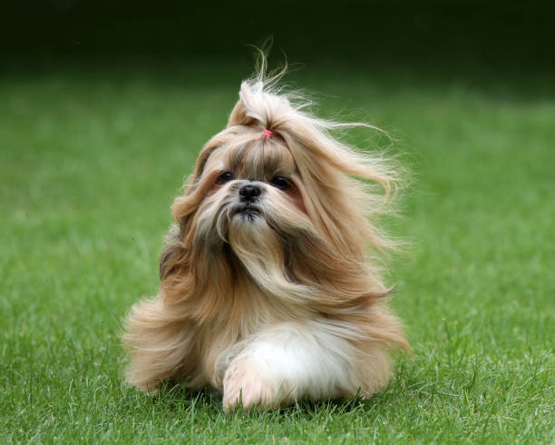 Pet Image 3