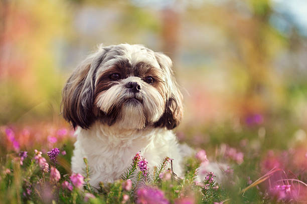 Pet Image 4