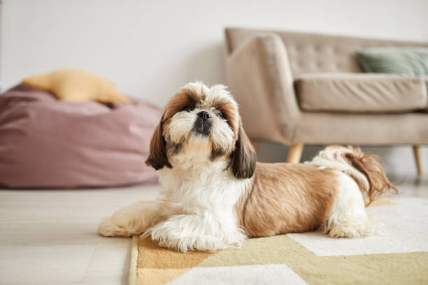 Pet Image 5